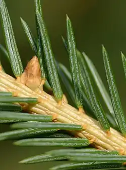 The squarish needle has a peg-like base, the pulvinus. Picea abies
