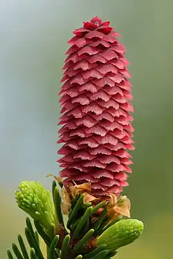 Young female cone of Picea abies, bracts visible