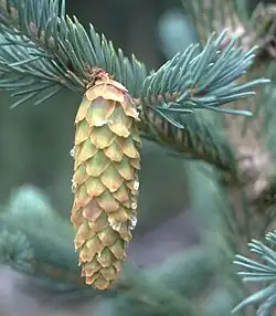 Resinous mature female cone of Picea engelmannii, bracts no longer visible
