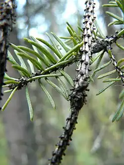 Pulvini remain after the needles fall. Picea glauca