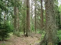 Sitka Spruce