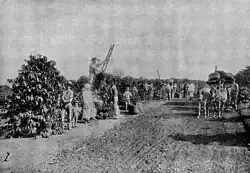 European immigrants working in a coffee plantation in the State of São Paulo.