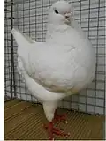 White King