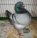 Blue bar King Pigeon