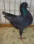 Black Schietti