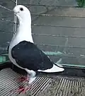 Pigeon_cravaté anatolien noir