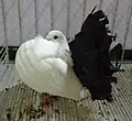 Pigeon paon blanc à queue noir