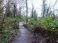Piggy Wood