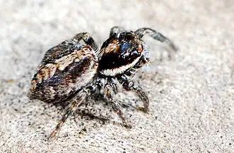 juvenile female