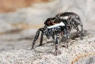 juvenile female