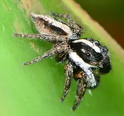 male