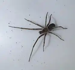 male Pikelinia mahuell