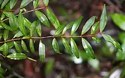 Pilidiostigma glabrum narrow leaf form in Ferndale Park, Chatswood, Sydney, Australia