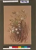 Pimelea