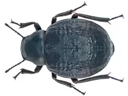 Pimelia subglobosa