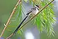 male in eclipse plumage at Lake Bunyonyi in Uganda