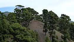 Pinus canariensis