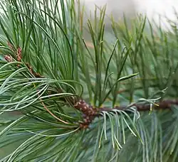 Pinus parviflora needles, in bunches of five in this species