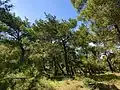 Forest in Yamanlardağı Nature Park, Karşıyaka, İzmir, Turkey