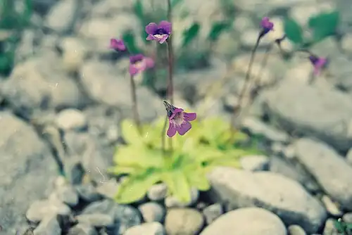 Pinguicula vulgaris L. (Grassette vulgaire; Common butterwort). Carnivorous plant, Mc Donald River[27][28] bank