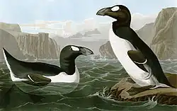 Two summer great auks, one swimming and facing right while another stands upon a rock looking left, are surrounded by steep, rocky cliffs.