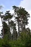 Scots pine, Le Tholy.