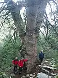 Trunk of "Pinsapo de las Escaleretas"