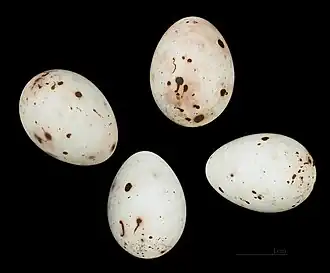 Eggs of Fringilla coelebs moreletti