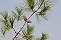Closed cones and foliage, Adana, Turkey