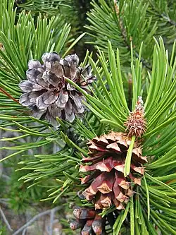 Tamarack pine