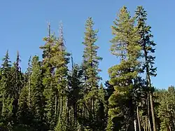 Several pines emerging from a solid treeline, with a clear blue sky in the background.