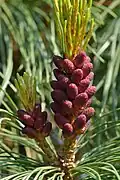 Male cones
