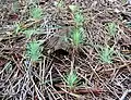 Seedlings
