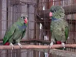 A green parrot with a violet collar, a black mark in front of their eyes above the beak, and a red underside of the tail