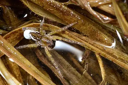 female