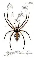 Pisaura mirabilis diagram