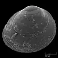 SEM image of Pisidium sp.
