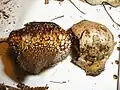 Pisolithus arhizus