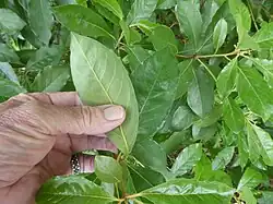 Foliage