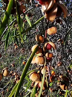 fruit