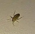 Plagiognathus bipunctatus albicans, Turkey
