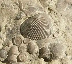 Plagiostoma striatum