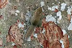 Brown squirrel