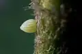 Egg at Tamil Nadu, India