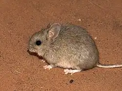 Brown mouse