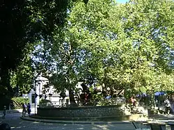 Tree of Hippocrates