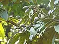 fruits