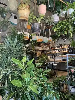 Photograph of hanging plants in ceramic pots