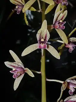 Orchid flowers at the Kew Gardens in London, England
