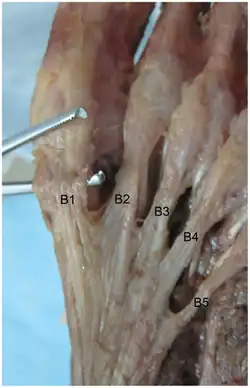 dissection photo